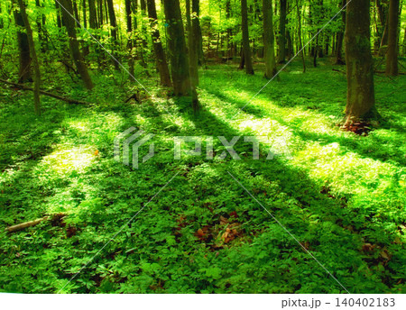 Trees, forest and moss in nature environment on ground or leaves in summer sunlight or explore, agriculture or growth. Plants, foliage and branches with ecology in tropical woods, grass or outdoor Trees, forest and moss in nature environment on ground or leaves in summer sunlight or explore, agriculture or growth. Plants, foliage and branches with ecology in tropical woods, grass or outdoor 140402183