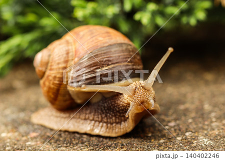 Snail slowly moving on concrete ground, extending tentacles, symbolizing persistence and progress 140402246