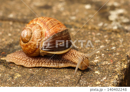 Snail crawling slowly on a stone surface, showing its detailed shell and antennae, moving with purpose 140402248