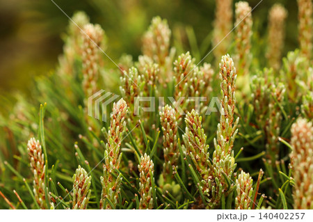 Pine tree branches featuring new spring growth and emerging light green needles representing vitality and nature fresh start Pine tree branches featuring new spring growth and emerging light green needles representing vitality and nature fresh start 140402257