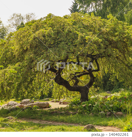 Twisted tree with green foliage in a sunny botanical garden featuring stones and plants on a path Twisted tree with green foliage in a sunny botanical garden featuring stones and plants on a path 140402261