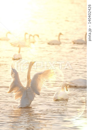 白鳥の舞 140402426