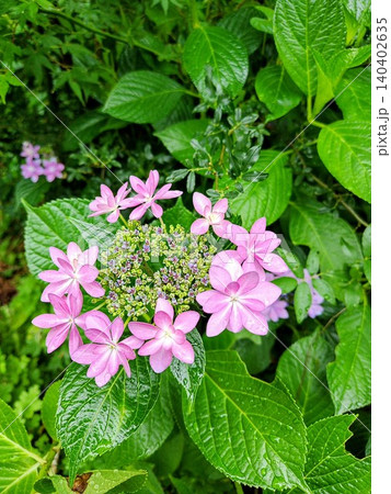 八重咲きの額紫陽花 八重咲きの額紫陽花 140402635
