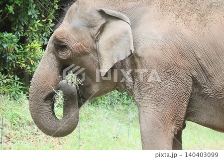 インドゾウ インドゾウ 140403099