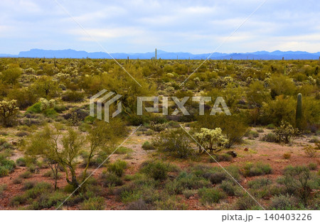 Old Saguaro Cactus Sonora desert Arizona 140403226