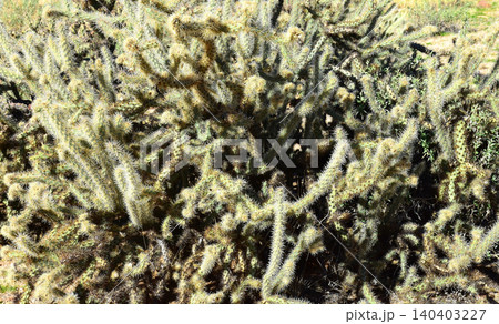 Cholla cactus, Sonora Desert, Mid Winter Cholla cactus, Sonora Desert, Mid Winter 140403227