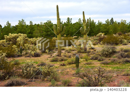 Old Saguaro Cactus Sonora desert Arizona 140403228