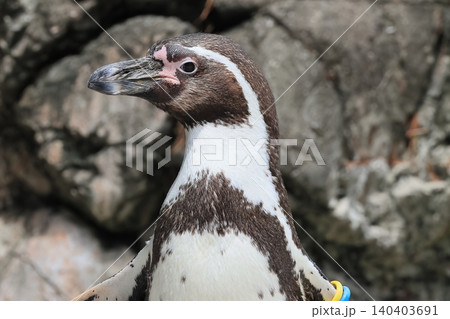 フンボルトペンギン フンボルトペンギン 140403691