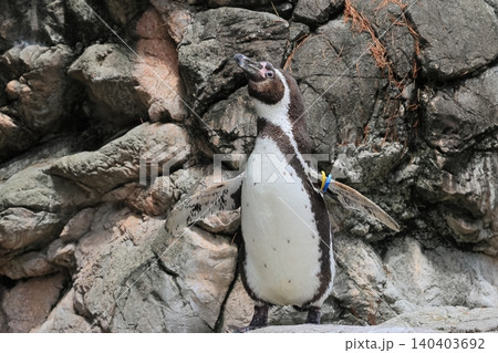 フンボルトペンギン フンボルトペンギン 140403692