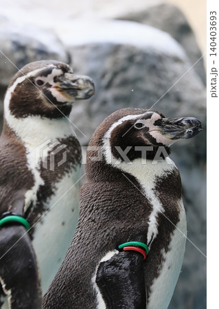 フンボルトペンギン 140403693
