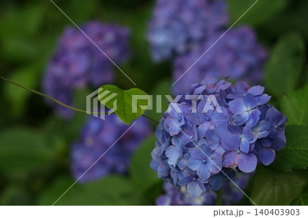 青い紫陽花 6月稲城688アジサイ・アジサイ科・平尾 青い紫陽花 6月稲城688アジサイ・アジサイ科・平尾 140403903