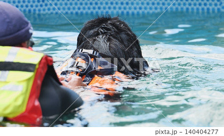 Newfoundland dog in orange life jacket training for water rescue and lifesaving 140404277