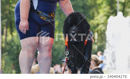 Newfoundland dog wearing life jacket doing water rescue training with owner Newfoundland dog wearing life jacket doing water rescue training with owner 140404278