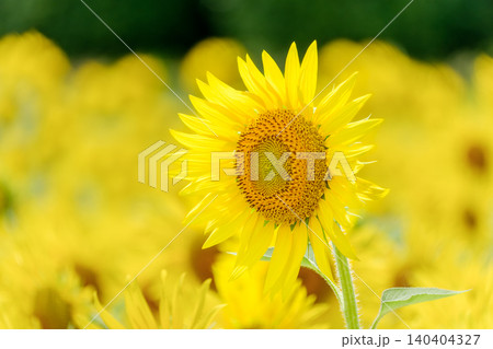夏の太陽に向かって美しく開花した向日葵の一輪 夏の太陽に向かって美しく開花した向日葵の一輪 140404327