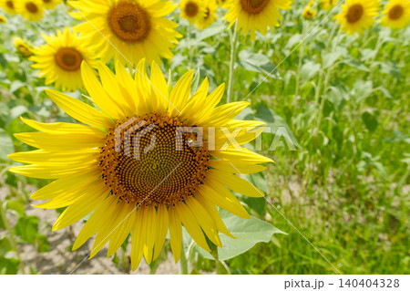 ひまわり畑で大輪の花に止まり蜜を集めるミツバチ ひまわり畑で大輪の花に止まり蜜を集めるミツバチ 140404328