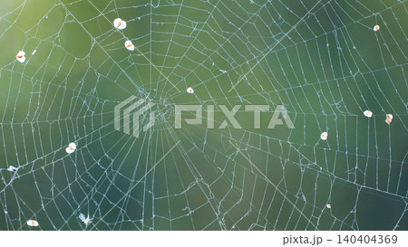 Spider web catching small insects against a soft green background in nature Spider web catching small insects against a soft green background in nature 140404369