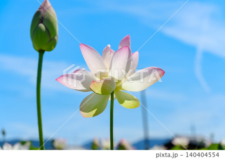 青空を背景に逆光で輝く一輪の蓮の花と蕾 青空を背景に逆光で輝く一輪の蓮の花と蕾 140404554