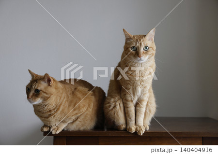 猫ちゃん親子の日常風景 猫ちゃん親子の日常風景 140404916