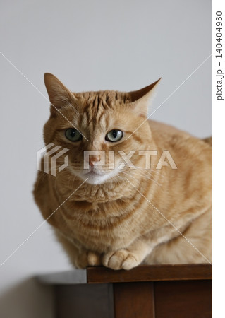 猫ちゃん親子の日常風景 猫ちゃん親子の日常風景 140404930