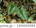 雑木林の林床に生育するカンアオイ 140404984