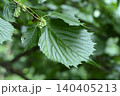 フサザクラの葉 140405213