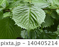 フサザクラの葉 140405214