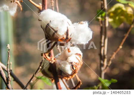 Close-up of the white fluffy cotton flower Close-up of the white fluffy cotton flower 140405283