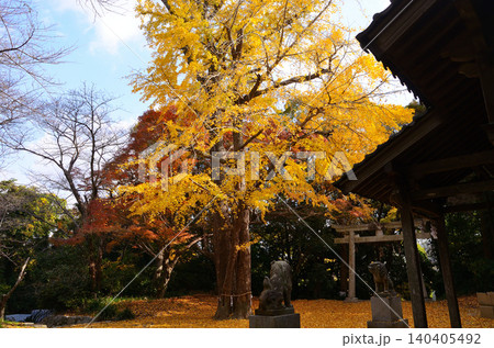 若八幡神社の紅葉 若八幡神社の紅葉 140405492