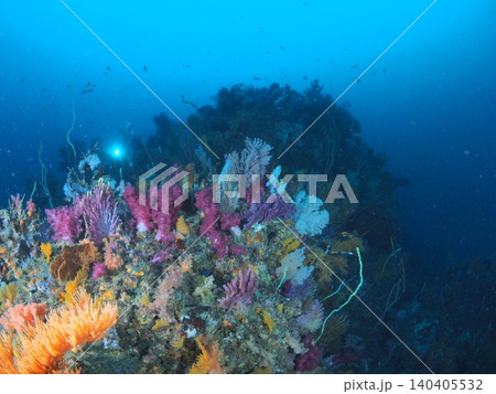 伊東の青い海に浮かぶソフトコーラルの根 伊東の青い海に浮かぶソフトコーラルの根 140405532