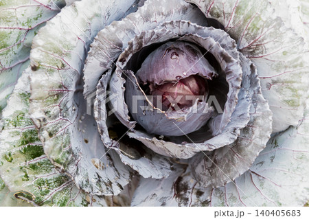 Harvest crop. Cabbage vegetable, Acephala Brassica. Autumn harvest. Brassica cabbage vegetable. Farming and harvest Harvest crop. Cabbage vegetable, Acephala Brassica. Autumn harvest. Brassica cabbage vegetable. Farming and harvest 140405683