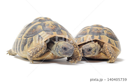 Testudo hermanni tortoise Testudo hermanni tortoise 140405739