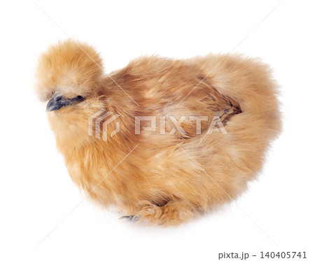 A small bantam silkie A small bantam silkie 140405741