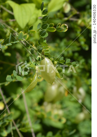 Green Bladder Senna Shrub with Large Inflated Seed Pods 140406330