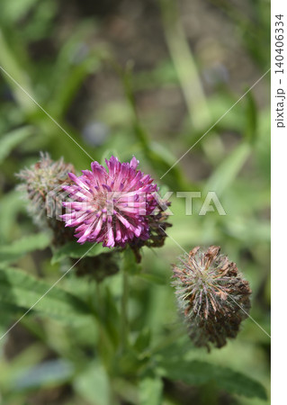 Red Feather Clover Flower with Hairy Buds Red Feather Clover Flower with Hairy Buds 140406334