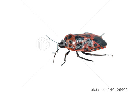 The cruciferous bug, also known as the painted bug. The cruciferous bug, also known as the painted bug. 140406402