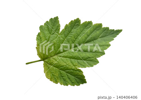 Green leaf from a currant bush. Green leaf from a currant bush. 140406406
