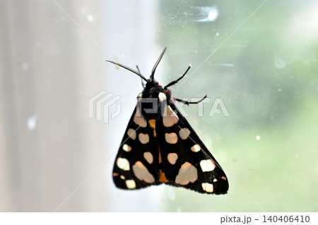 The rural moth is a moth of the Erebid family. The rural moth is a moth of the Erebid family. 140406410