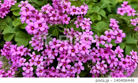 ピンク色の小花が集まって咲くイモカタバミ ピンク色の小花が集まって咲くイモカタバミ 140406446