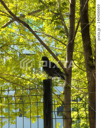 Urban pigeon perched on fence with lush green foliage and modern building background 140406669