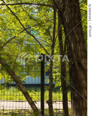 Cat perched on fence post surrounded by lush green trees on a sunny day Cat perched on fence post surrounded by lush green trees on a sunny day 140406676