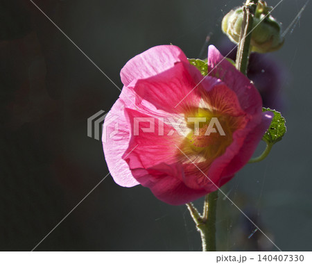 pink hollyhock pink hollyhock 140407330