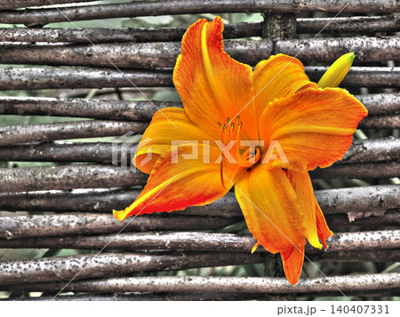 orange blossom of a daylily orange blossom of a daylily 140407331