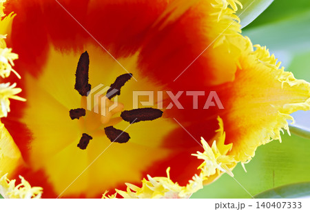 blossom of a tulip with stigma and stamens blossom of a tulip with stigma and stamens 140407333
