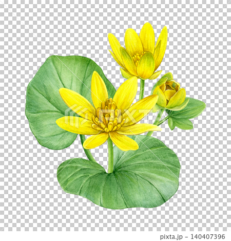 Watercolor botanical composition featuring yellow lesser celandine flowers, buds and green leaves. Hand-painted floral illustration for stationery, invitations, packaging, prints and spring decor. Watercolor botanical composition featuring yellow lesser celandine flowers, buds and green leaves. Hand-painted floral illustration for stationery, invitations, packaging, prints and spring decor. 140407396