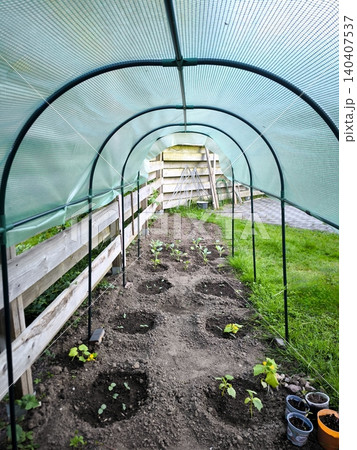 Young vegetable seedlings in an arched plastic-film greenhouse 140407537