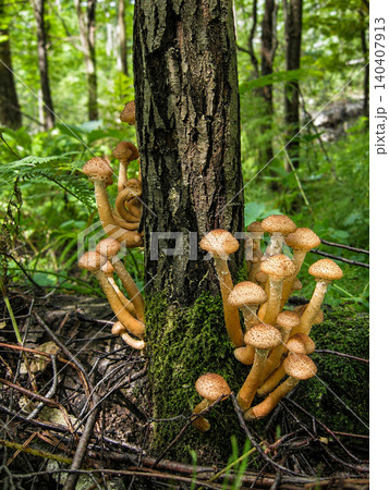 Honey Mushrooms Growing on Mossy Tree Trunk in Sunlit Forest Honey Mushrooms Growing on Mossy Tree Trunk in Sunlit Forest 140407913
