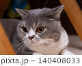 Scottish Straight cat resting in room with wooden furniture 140408033