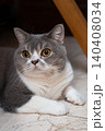 Scottish Straight cat rests on the floor in a cozy room setting 140408034
