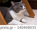 Scottish Straight cat lying on the floor in a room with wooden furniture 140408035