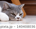 Scottish Straight cat rests on the floor in the living room 140408036
